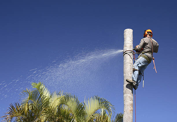 How Our Tree Care Process Works  in  White Horse, NJ